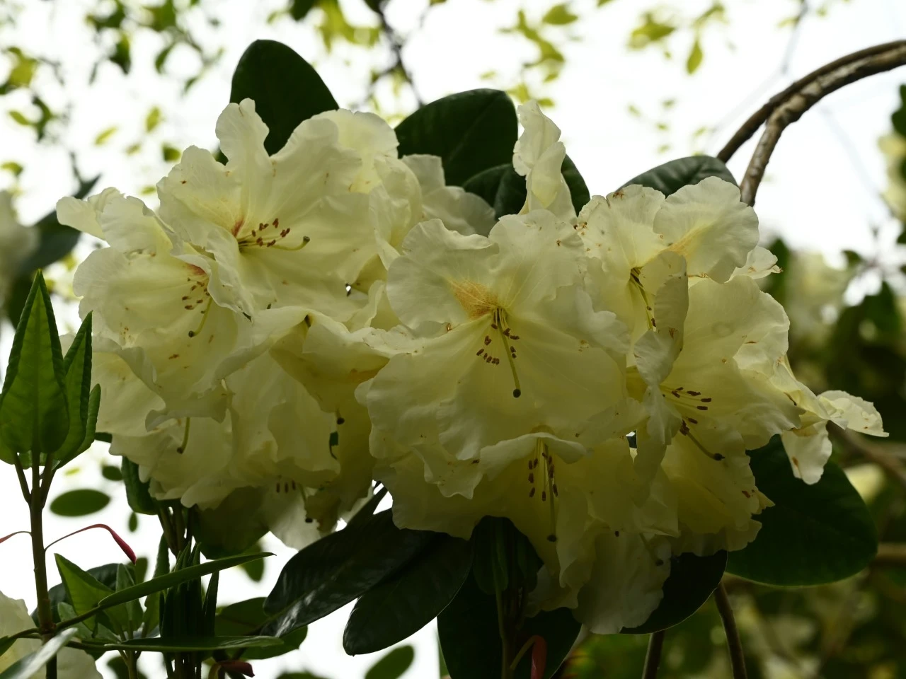 Unknown hybrid